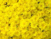 Garden Mum- Conaco: Yellow
