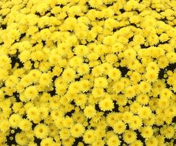 Garden Mum- Jasoda Yellow