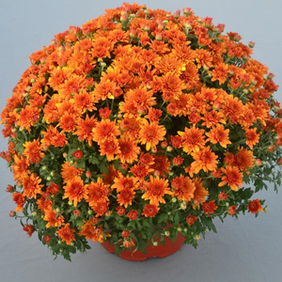 Garden Mum- Perfectly Orange 
